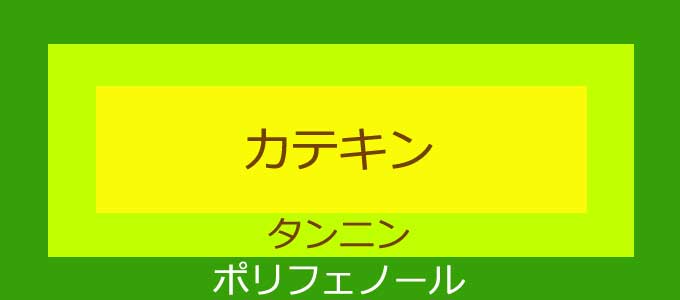 カテキン、タンニン、ポリフェノールの関係