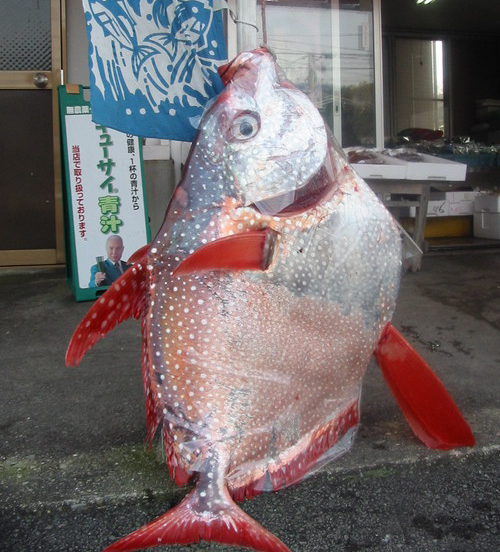 釣り上げれたマンダイ（アカマンボウ）