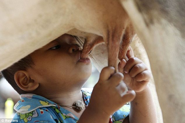 牛の乳を飲む幼児 牛の乳を吸うSophatくん