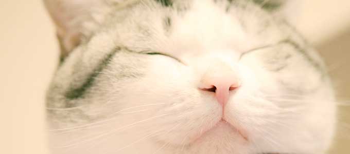 鼻呼吸をする猫
