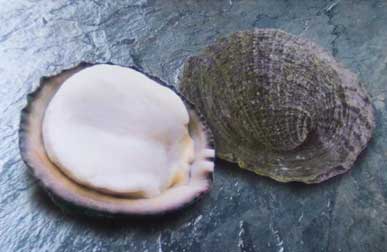 アワビの代替魚