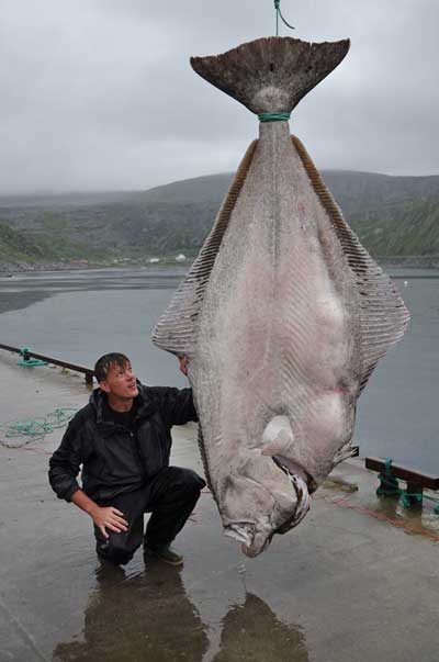 エンガワの代替魚