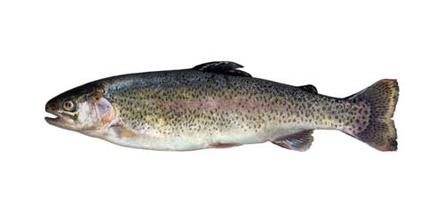 サーモンの代替魚