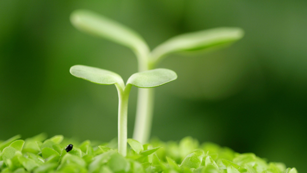 植物に炭酸水