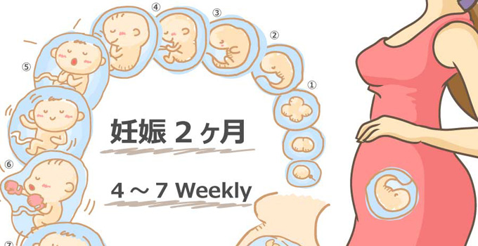 妊娠2ヶ月