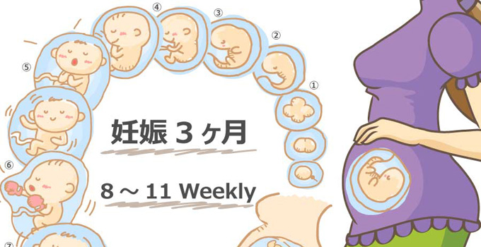妊娠3ヶ月