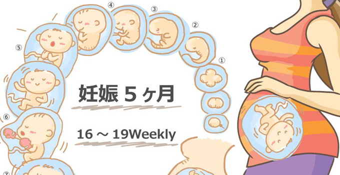 妊娠5ヶ月
