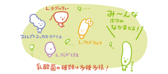 乳酸菌の種類