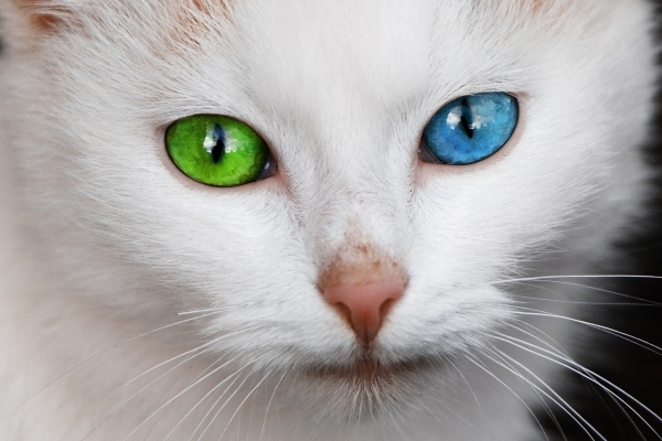 オッドアイの猫